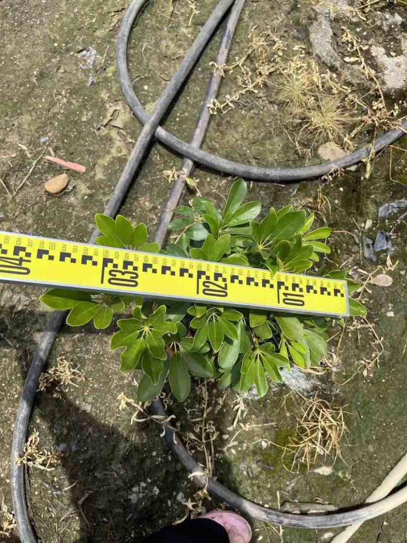 鸭脚木小袋中袋盆栽基地直销大小规格齐全质量优质