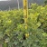鸭脚木小袋中袋盆栽基地直销大小规格齐全质量优质