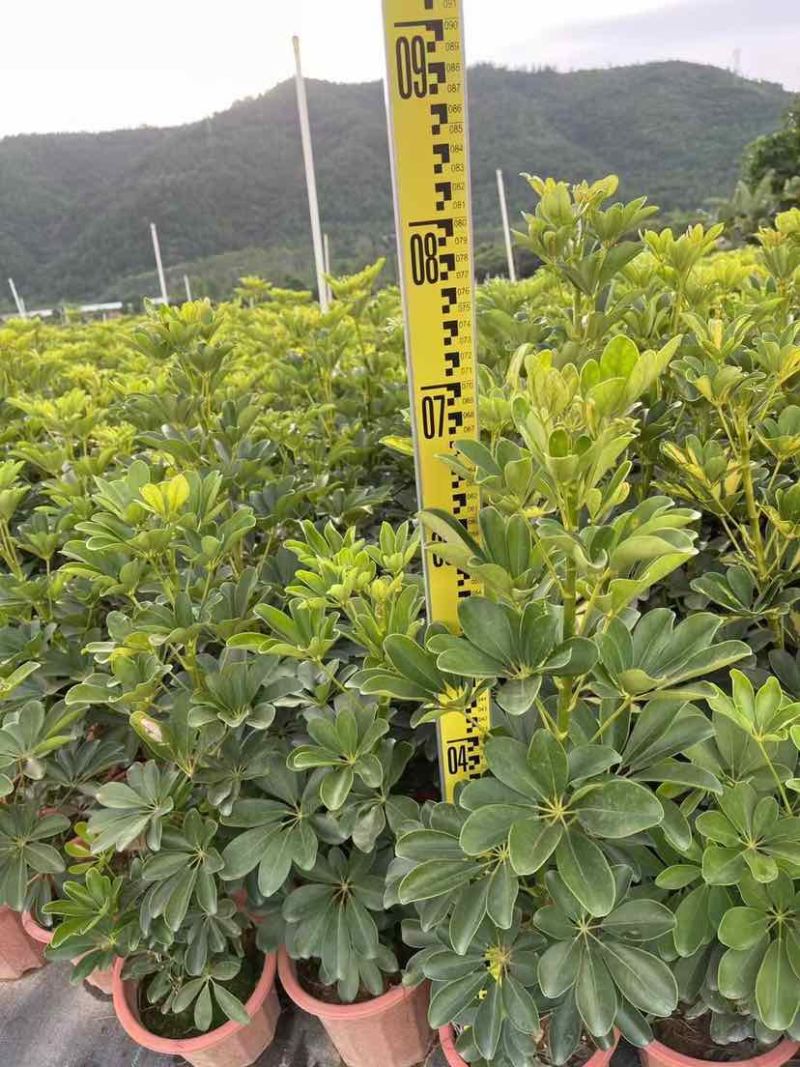 鸭脚木小袋中袋盆栽基地直销大小规格齐全质量优质