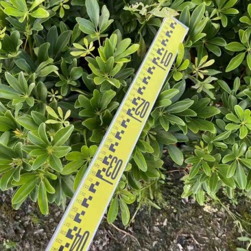 鸭脚木小袋中袋盆栽基地直销大小规格齐全质量优质