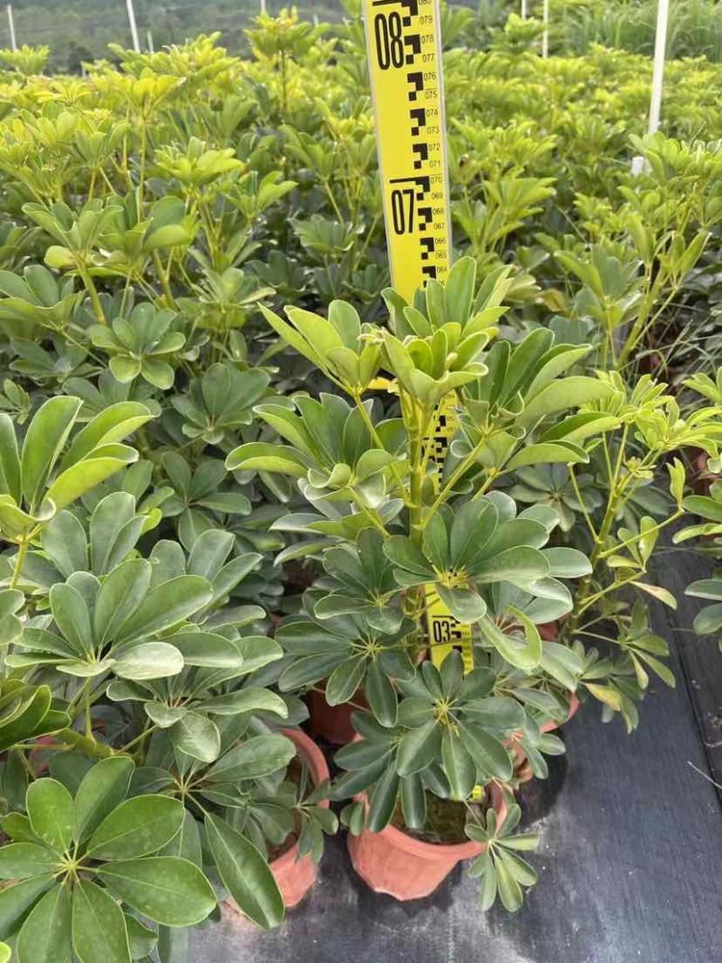 鸭脚木小袋中袋盆栽基地直销大小规格齐全质量优质
