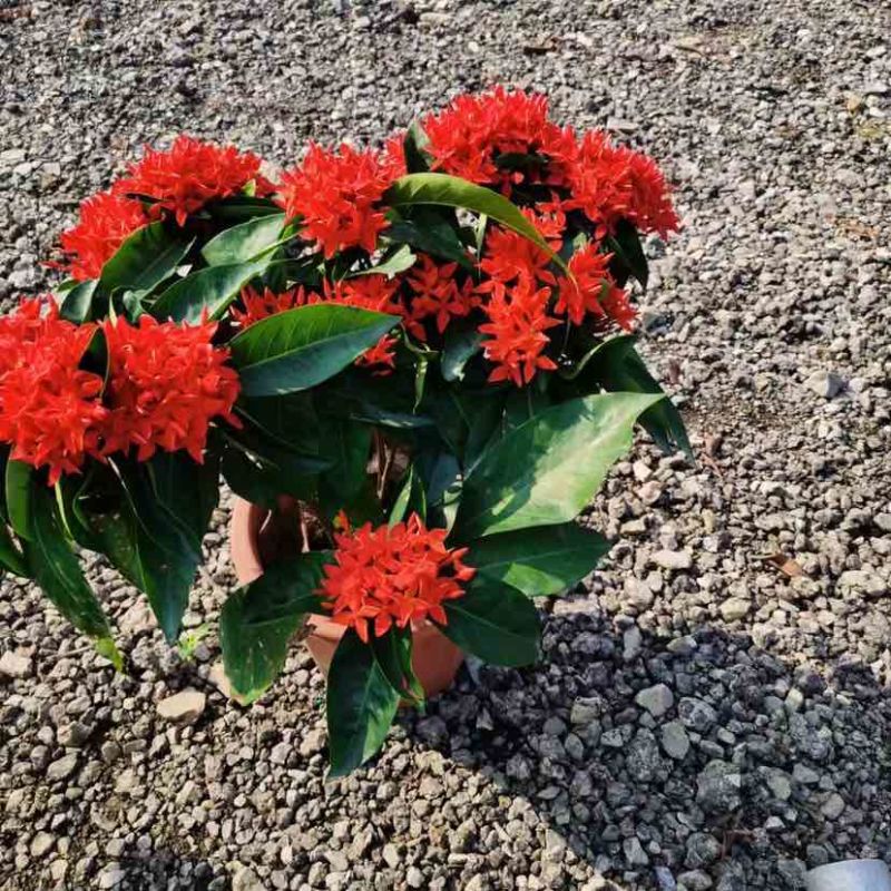 泰国龙船花，进口大红花，水红粉红朱瑾基地直销质量优质