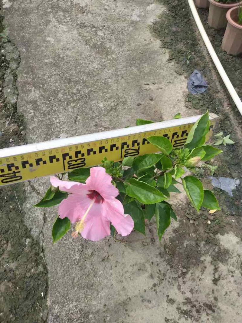 泰国龙船花，进口大红花，水红粉红朱瑾基地直销质量优质