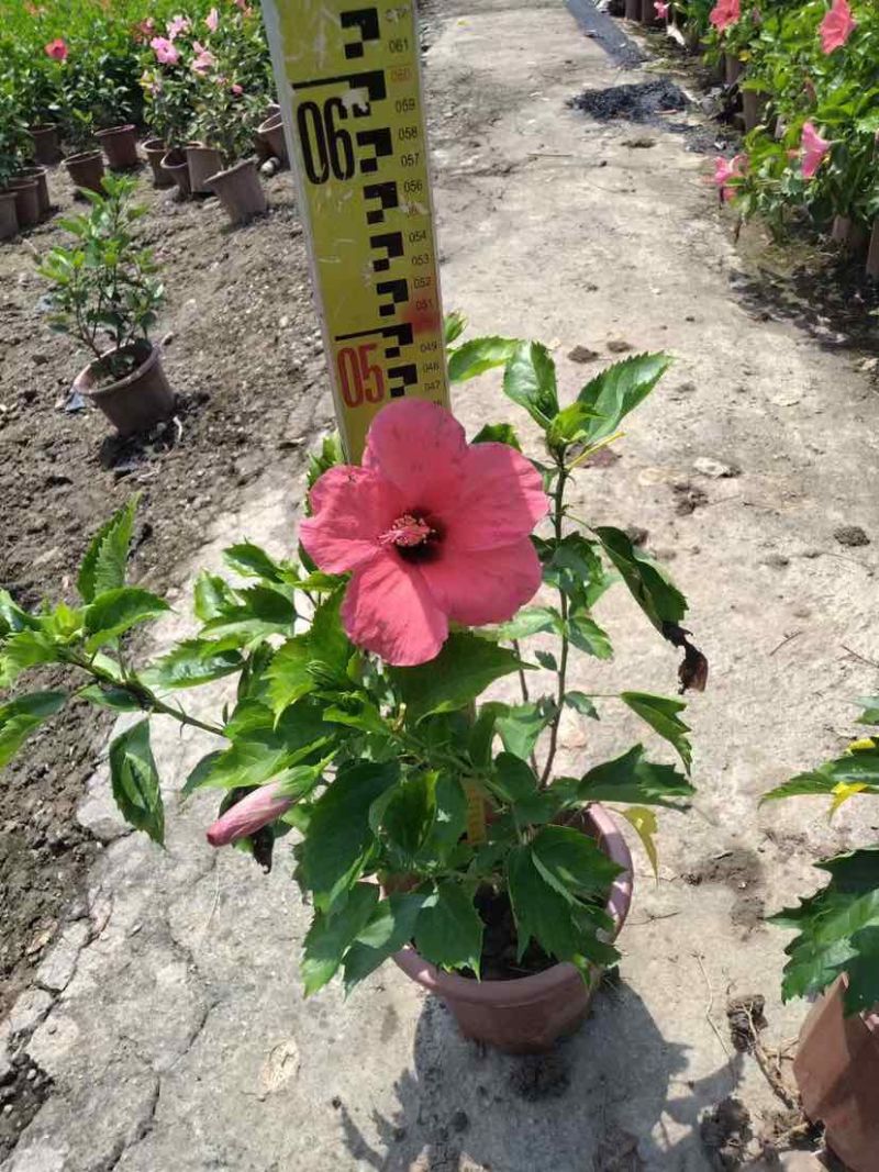 泰国龙船花，进口大红花，水红粉红朱瑾基地直销质量优质