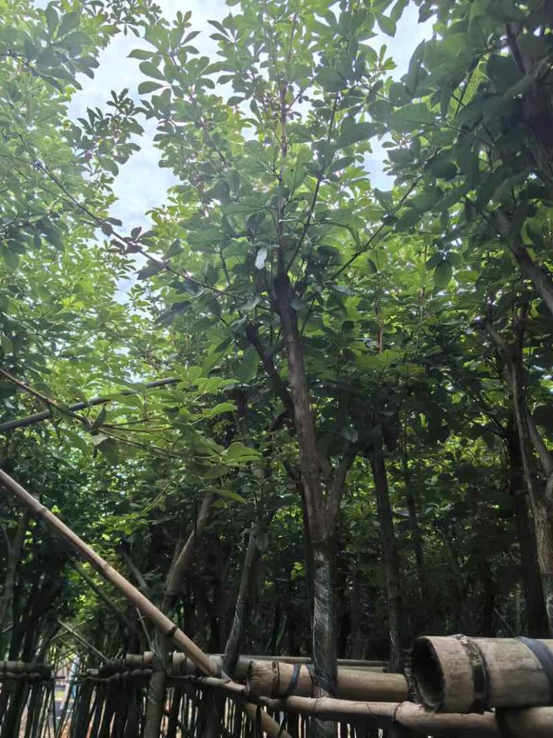 黄花风铃木3～10公分基地直销大小规格齐全质量优质