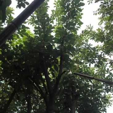 黄花风铃木3～10公分基地直销大小规格齐全质量优质