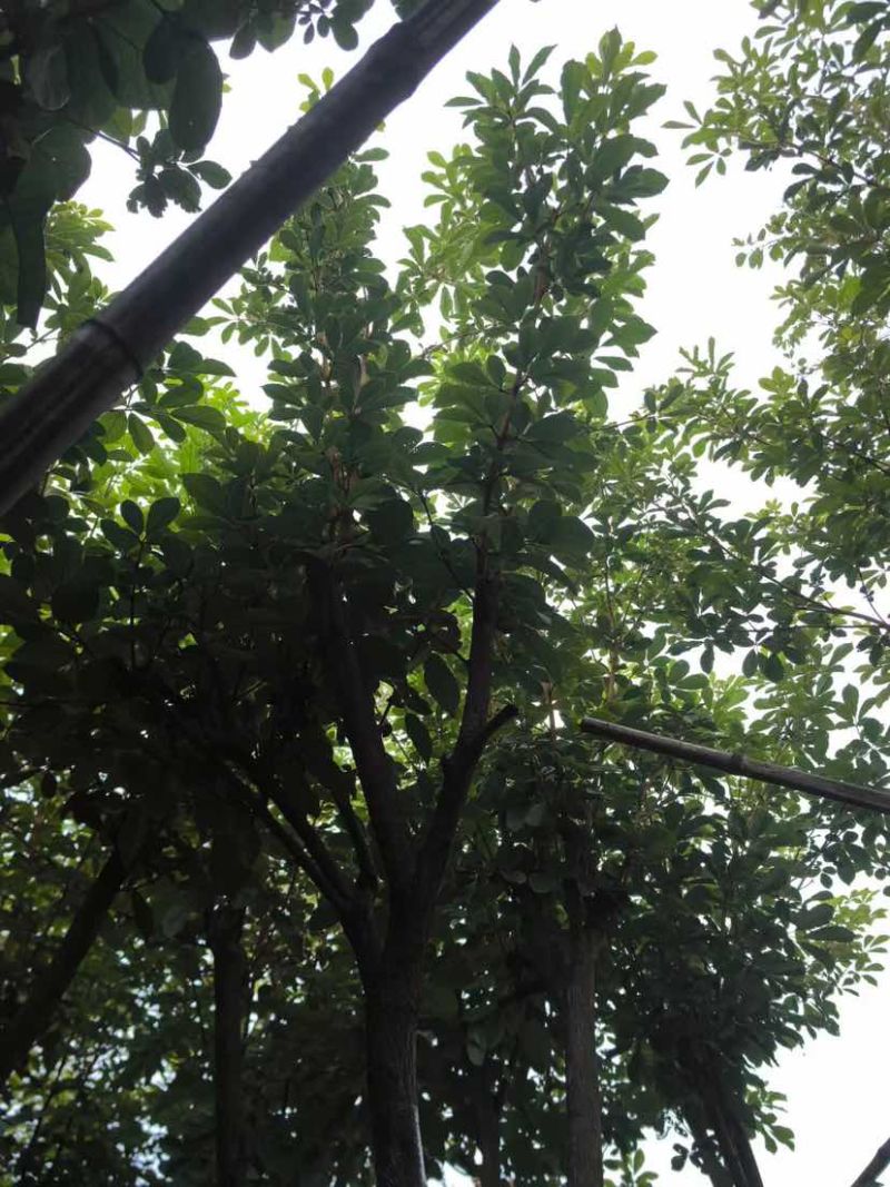 黄花风铃木3～10公分基地直销大小规格齐全质量优质