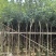 黄花风铃木3～10公分基地直销大小规格齐全质量优质
