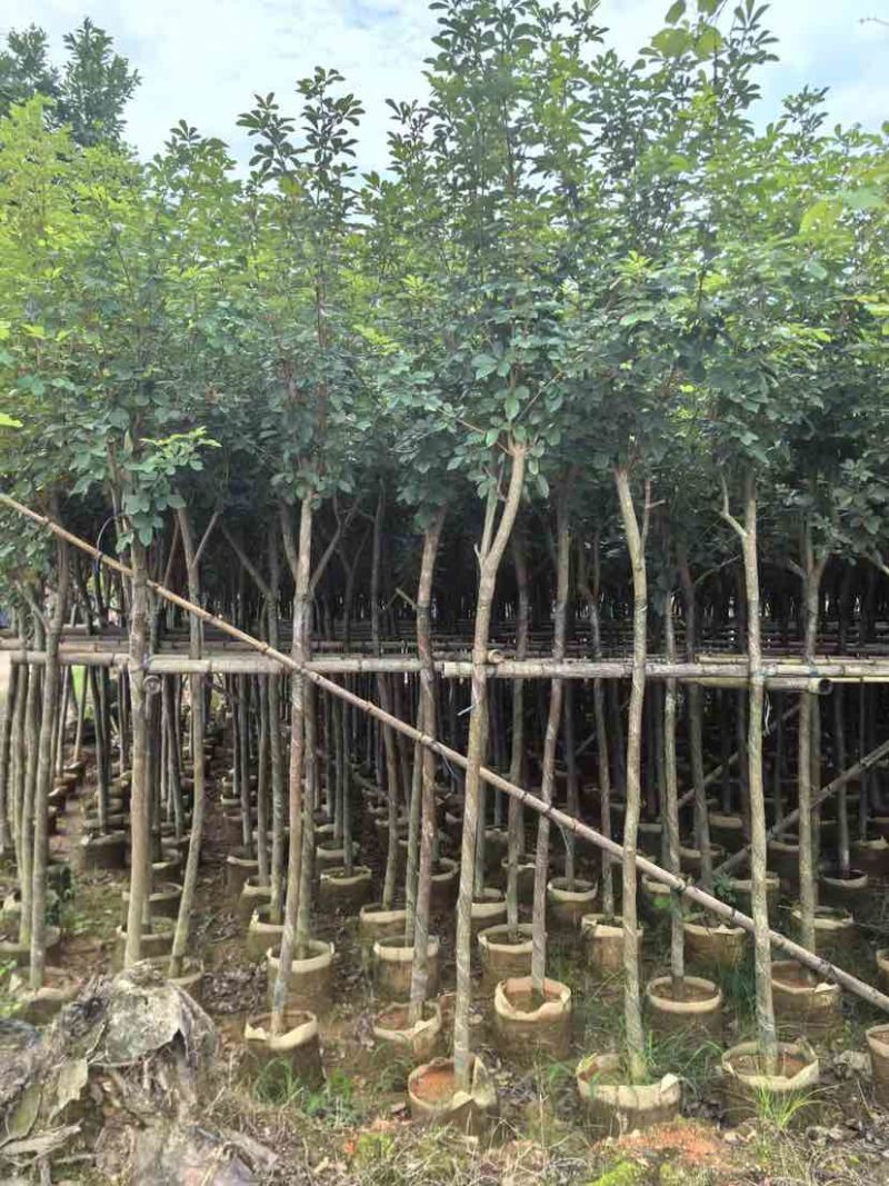 黄花风铃木3～10公分基地直销大小规格齐全质量优质