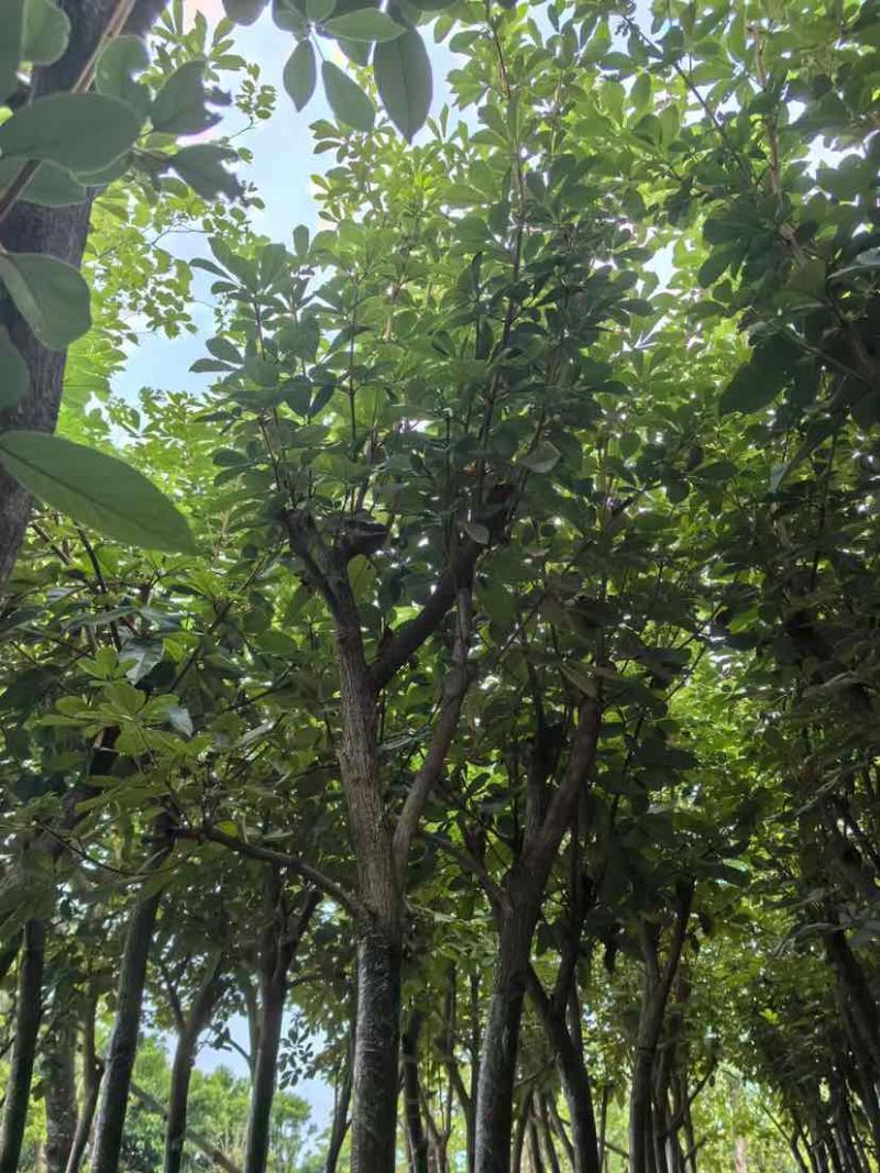 黄花风铃木3～10公分基地直销大小规格齐全质量优质