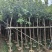 黄花风铃木3～10公分基地直销大小规格齐全质量优质