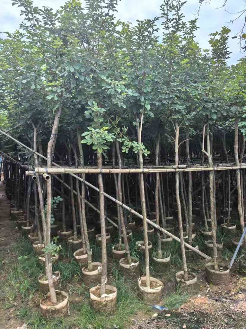 黄花风铃木3～10公分基地直销大小规格齐全质量优质