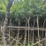 黄花风铃木3～10公分基地直销大小规格齐全质量优质