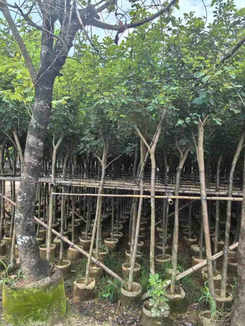 黄花风铃木3～10公分基地直销大小规格齐全质量优质