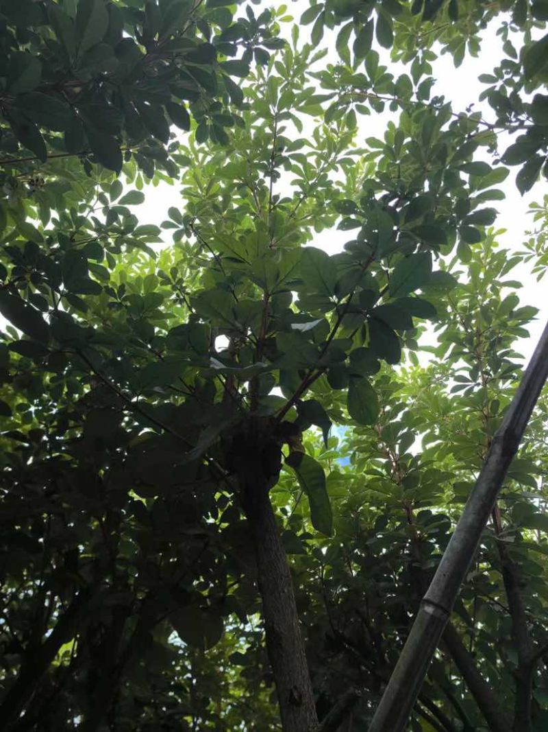 黄花风铃木3～10公分基地直销大小规格齐全质量优质