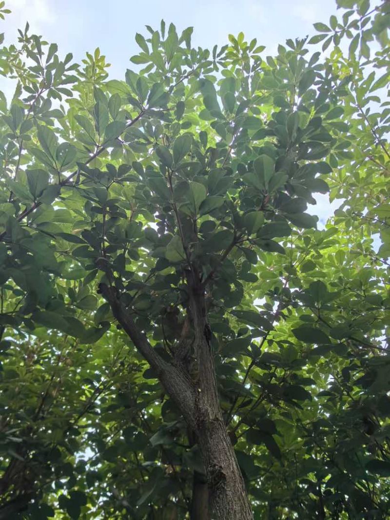 黄花风铃木3～10公分基地直销大小规格齐全质量优质
