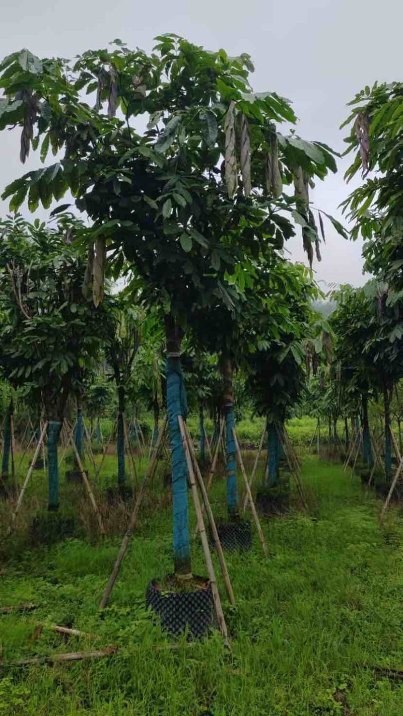 无忧树12～15公分基地直销大小规格齐全质量优质