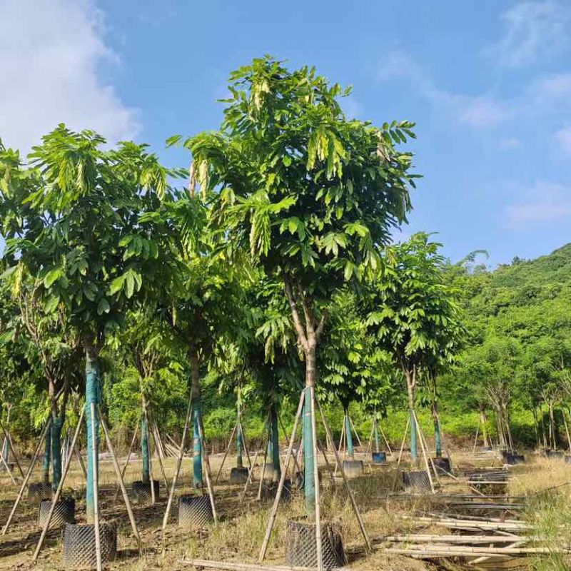 无忧树12～15公分基地直销大小规格齐全质量优质