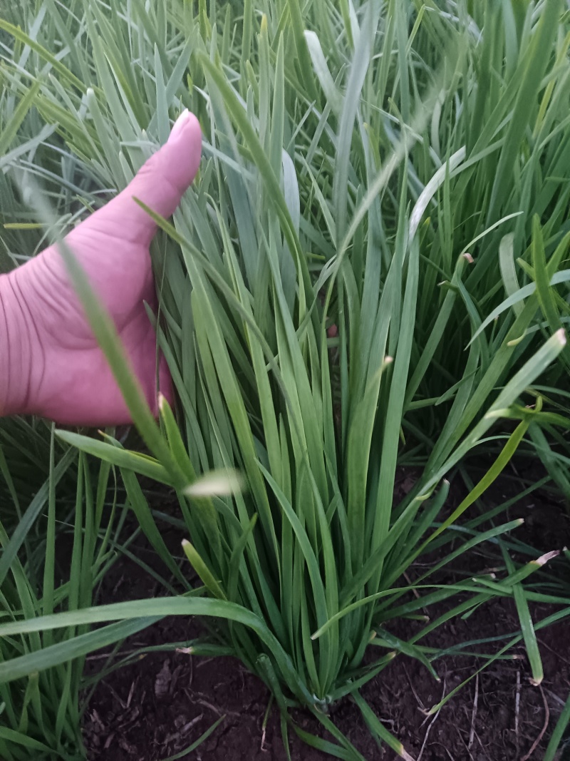 大叶韭菜，38-40公分，头茬，