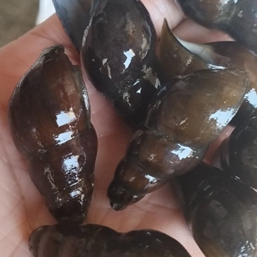 肉厚饱满。