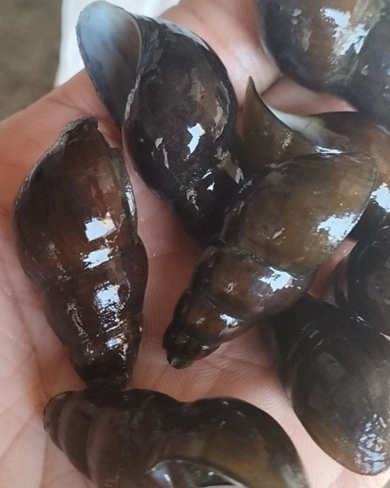 肉厚饱满。