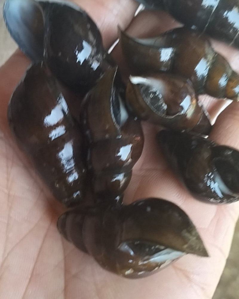 肉厚饱满。
