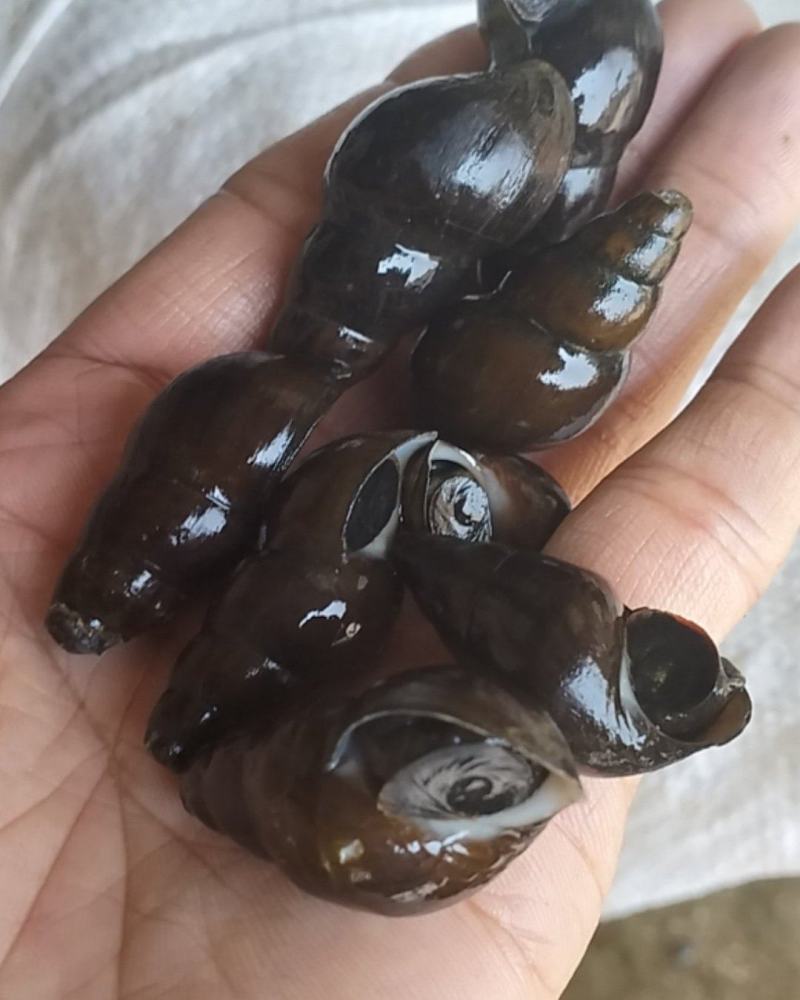 肉厚饱满。