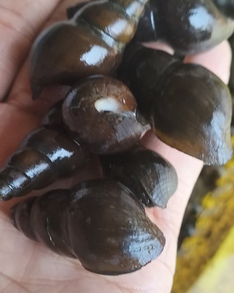 肉厚饱满。