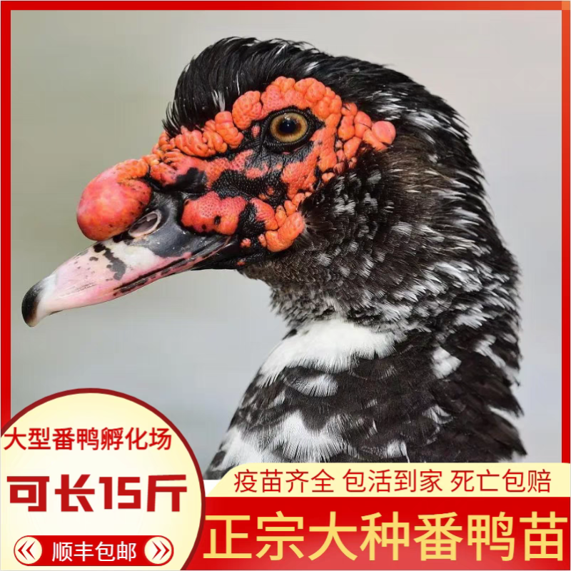 （平台严选店）番鸭苗厂家直销包防疫送货上门满意后付款