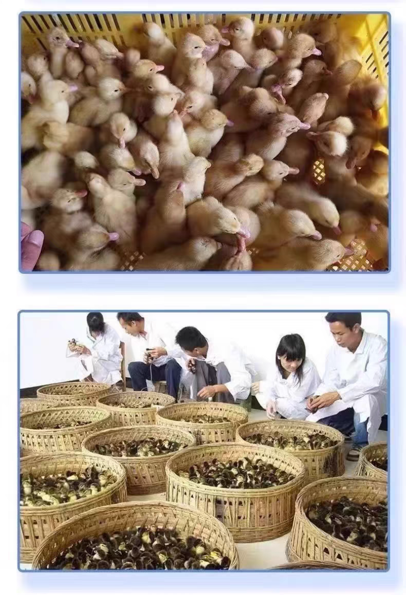 （平台严选店）番鸭苗厂家直销包防疫送货上门满意后付款