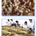 （平台严选店）番鸭苗厂家直销包防疫送货上门满意后付款