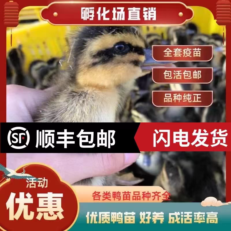 （平台严选店）番鸭苗厂家直销包防疫送货上门满意后付款