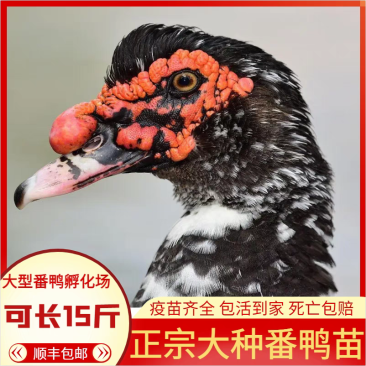 （平台严选店）番鸭苗厂家直销包防疫送货上门满意后付款