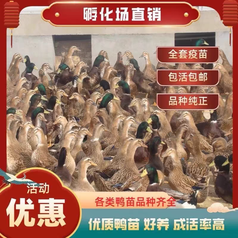 （平台严选店）番鸭苗厂家直销包防疫送货上门满意后付款