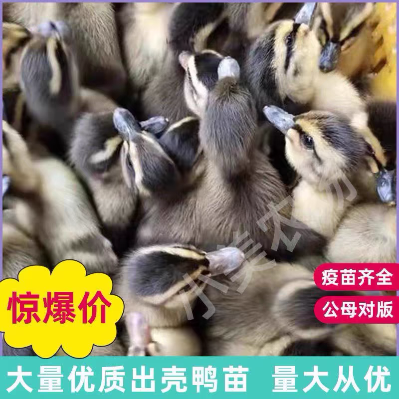 （平台严选店）番鸭苗厂家直销包防疫送货上门满意后付款