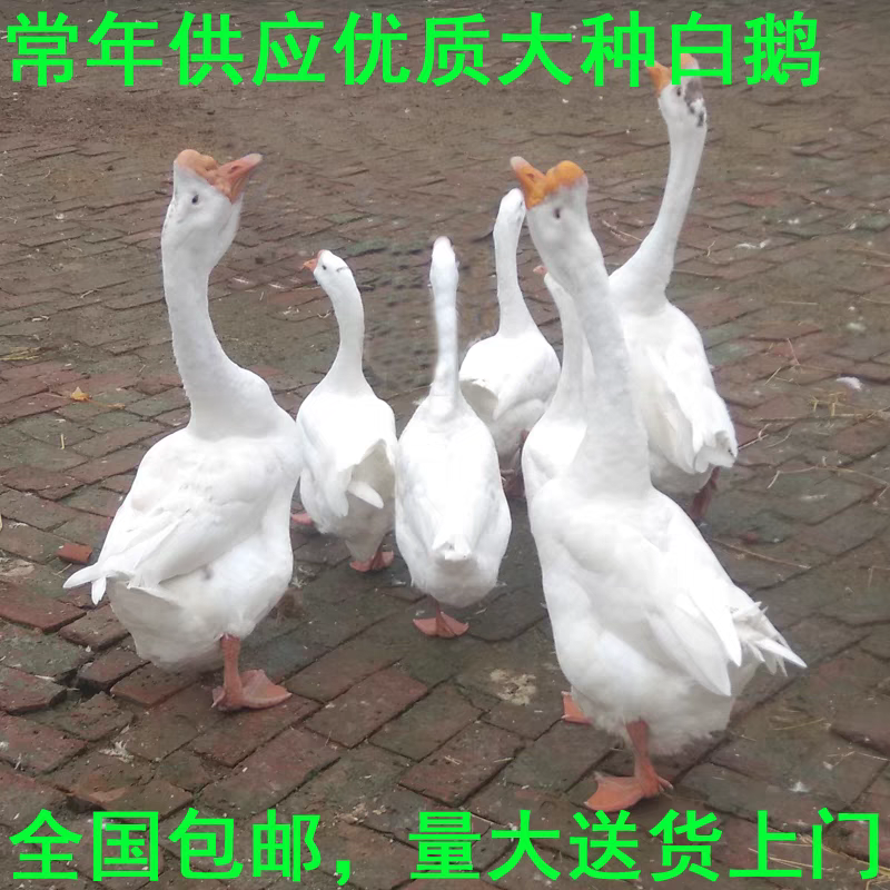 三花鹅苗厂家直销包防疫送货上门满意后付款