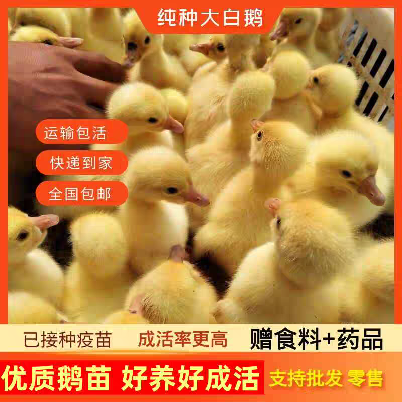 三花鹅苗厂家直销包防疫送货上门满意后付款