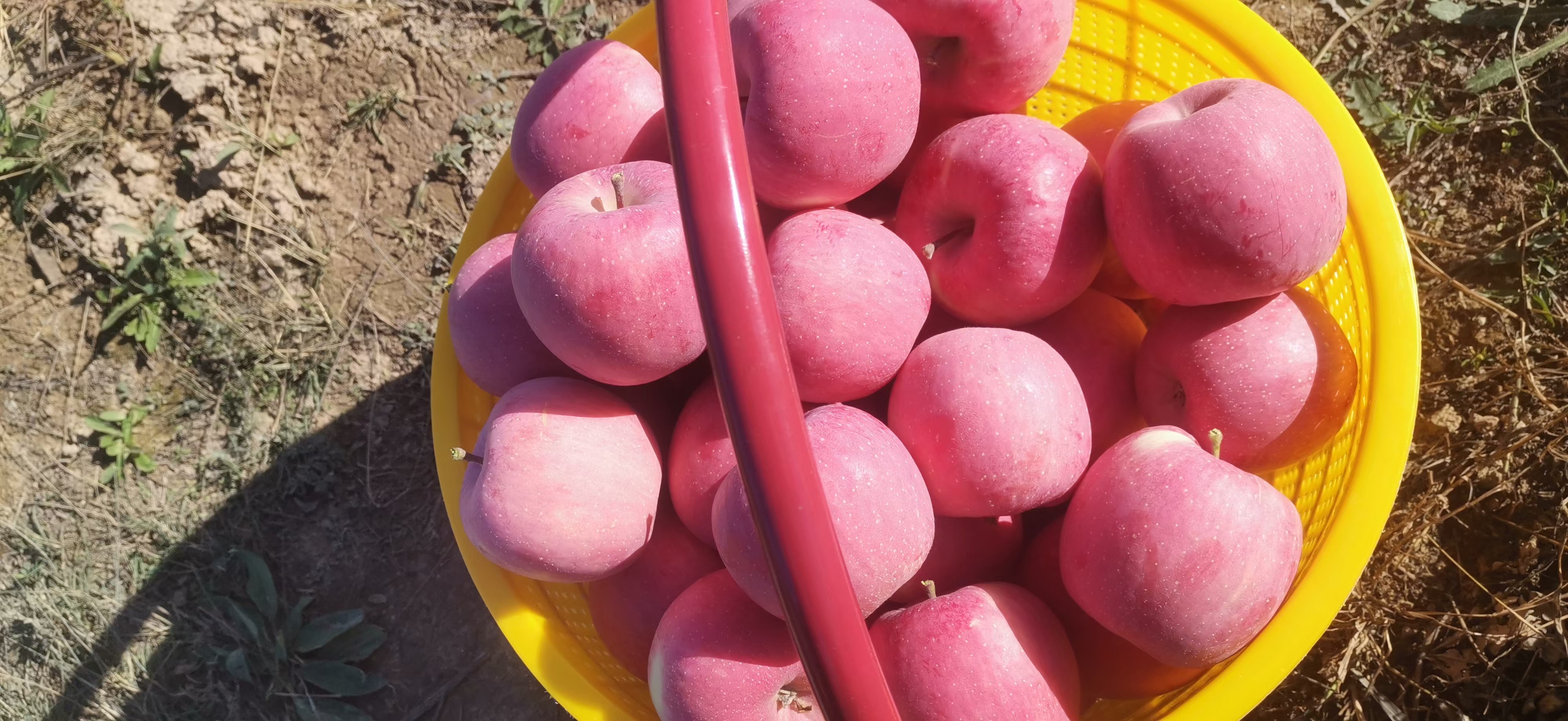 红富士苹果在果篮中摆放整齐