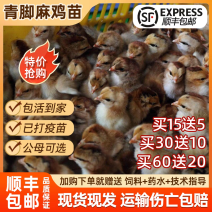 （平台严选店）麻鸡苗厂家直销包防疫送货上门满意后付款