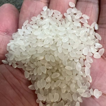 大米珍珠米