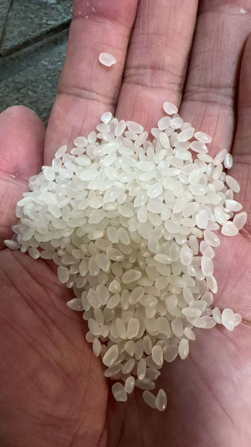 大米珍珠米