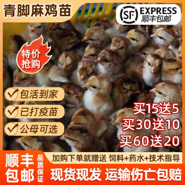 （平台严选店）麻鸡苗厂家直销包防疫送货上门满意后付款