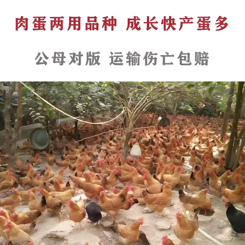 （平台严选店）土鸡苗厂家直销包防疫送货上门满意后付款