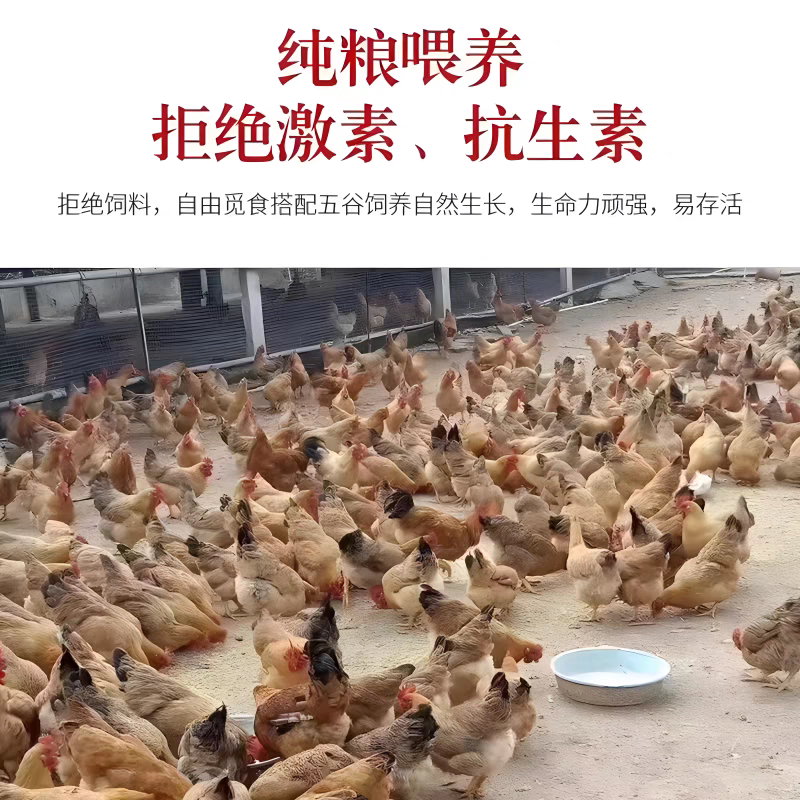 （平台严选店）土鸡苗厂家直销包防疫送货上门满意后付款