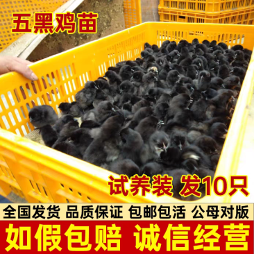 （平台严选店）五黑鸡苗厂家直销包防疫送货上门满意后付款
