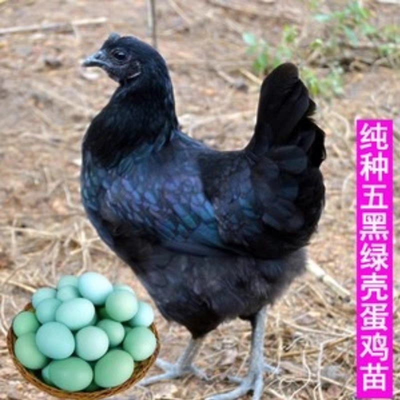 （平台严选店）五黑鸡苗厂家直销包防疫送货上门满意后付款