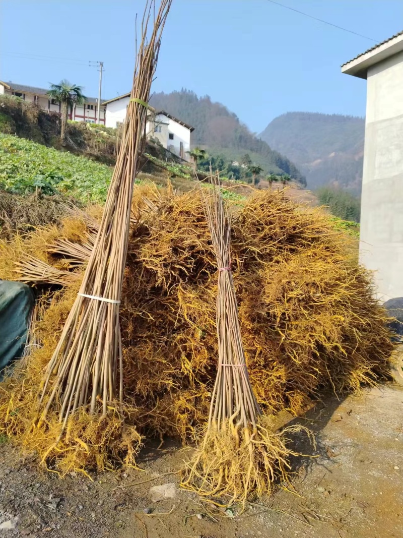 正宗川黄柏苗