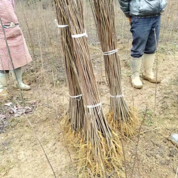 正宗川黄柏苗