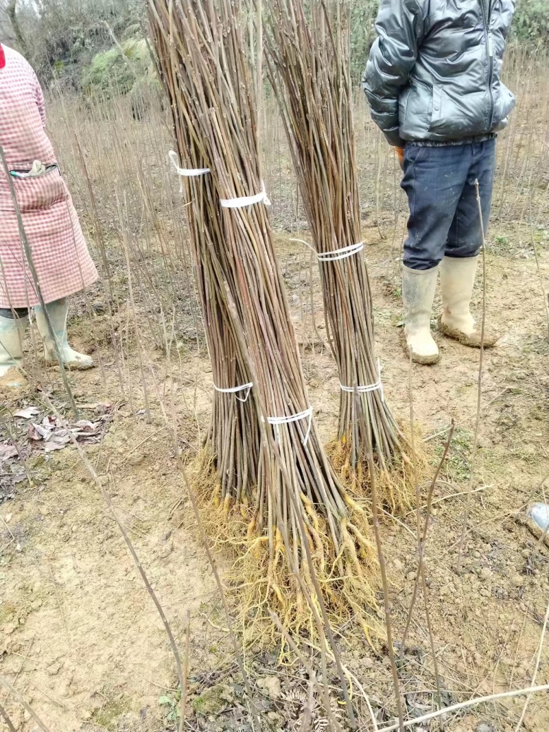 正宗川黄柏苗