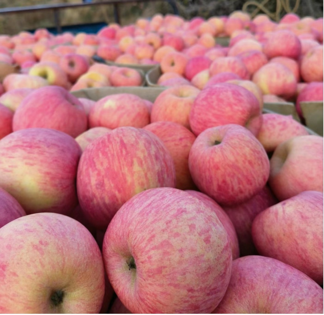 陕西红富土苹果特写展示